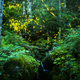 Illustration for article titled The Synchronous Fireflies Of The Smokies Are A Sight Unlike Any Other